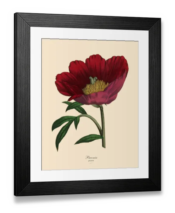 Framed Print : Paenoia or Peony Plant, Victorian Botanical Illustration Framed Print : Paenoia or Peony Plant, Victorian Botanical Illustration