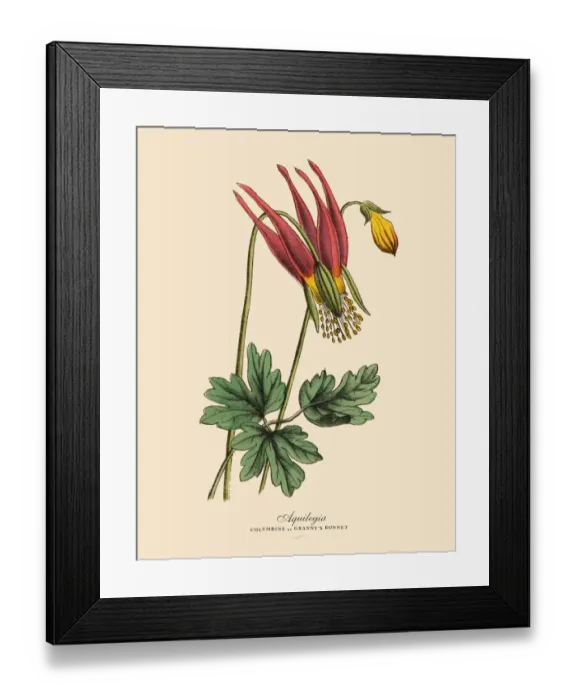 Framed Print : Aquilegia or Columbine Plant, Victorian Botanical Illustration Framed Print : Aquilegia or Columbine Plant, Victorian Botanical Illustration