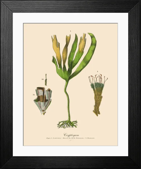 Framed Print : Cryptogam, Algae, Lichens, Mosses, Ferns, Victorian Botanical Illustration Framed Print : Cryptogam, Algae, Lichens, Mosses, Ferns, Victorian Botanical Illustration