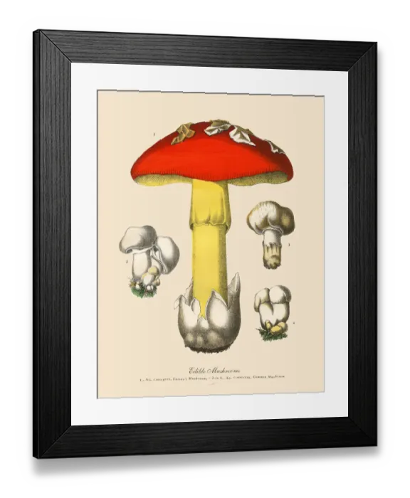 Framed Print : Edible Mushrooms, Victorian Botanical Illustration Framed Print : Edible Mushrooms, Victorian Botanical Illustration