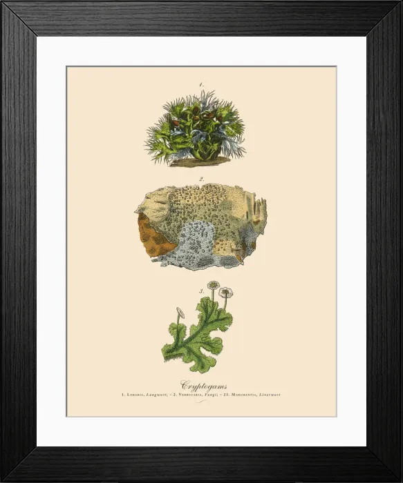 Framed Print : Cryptogam, Algae, Lichens, Mosses, Ferns, Victorian Botanical Illustration Framed Print : Cryptogam, Algae, Lichens, Mosses, Ferns, Victorian Botanical Illustration