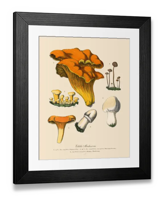 Framed Print : Edible Mushrooms, Victorian Botanical Illustration