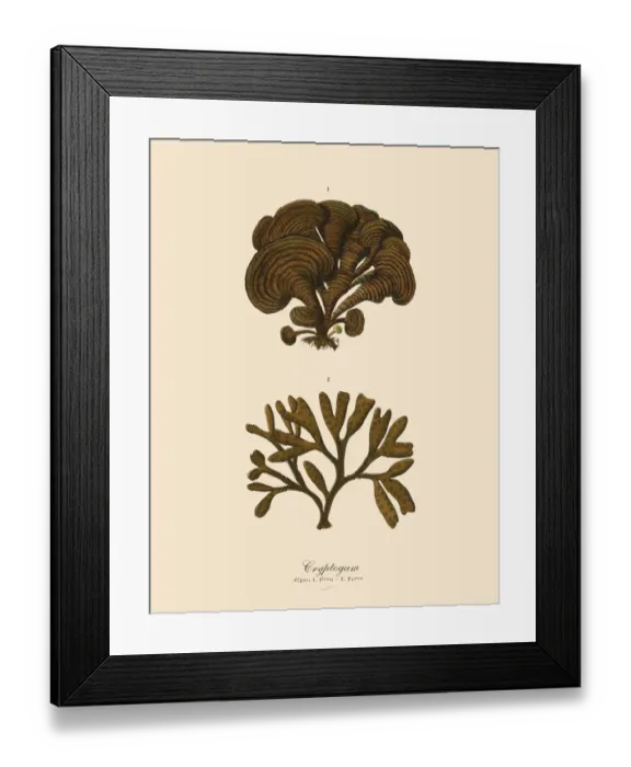 Framed Print : Cryptogam, Algae, Lichens, Mosses, Ferns, Victorian Botanical Illustration Framed Print : Cryptogam, Algae, Lichens, Mosses, Ferns, Victorian Botanical Illustration