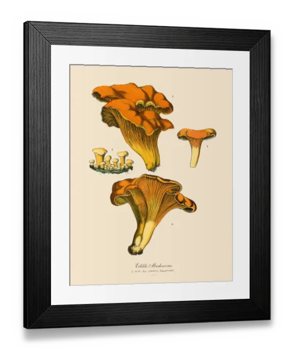 Framed Print : Edible Mushrooms, Victorian Botanical Illustration Framed Print : Edible Mushrooms, Victorian Botanical Illustration