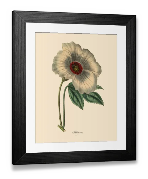 Framed Print : Hibiscus or Rose Mallow Plant, Victorian Botanical Illustration Framed Print : Hibiscus or Rose Mallow Plant, Victorian Botanical Illustration