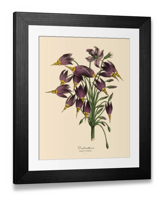 Framed Print : Dodecatheon or Godas Flower Plant, Victorian Botanical Illustration Framed Print : Dodecatheon or Godas Flower Plant, Victorian Botanical Illustration