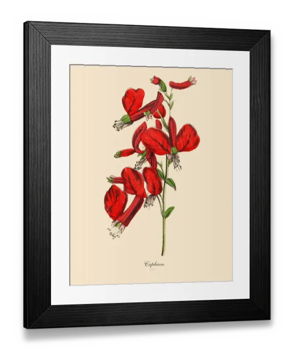 Framed Print : Cuphaea or Cigar Plant, Victorian Botanical Illustration Framed Print : Cuphaea or Cigar Plant, Victorian Botanical Illustration