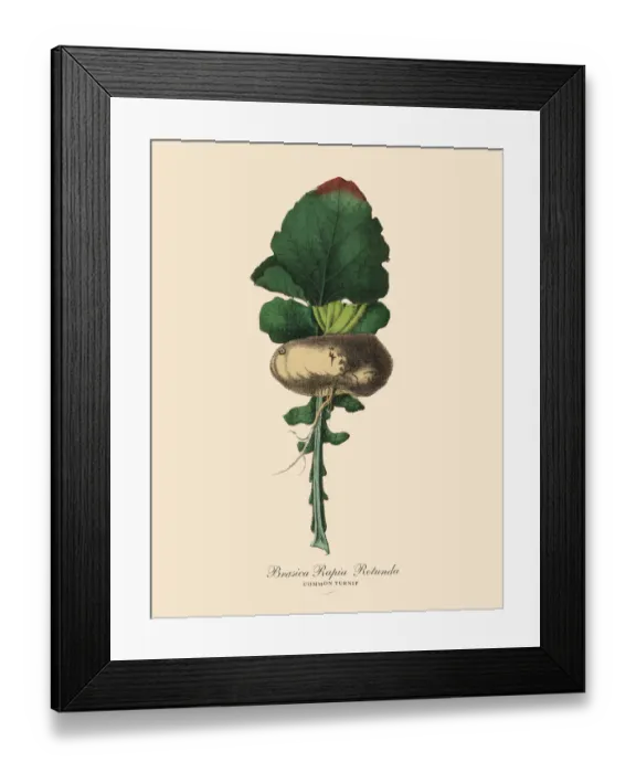 Framed Print : Turnip, Root Crops and Vegetables, Victorian Botanical Illustration Framed Print : Turnip, Root Crops and Vegetables, Victorian Botanical Illustration