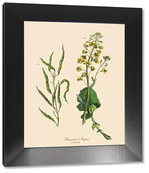 Rapeseed, Root Crops and Vegetables, Victorian Botanical Illustration