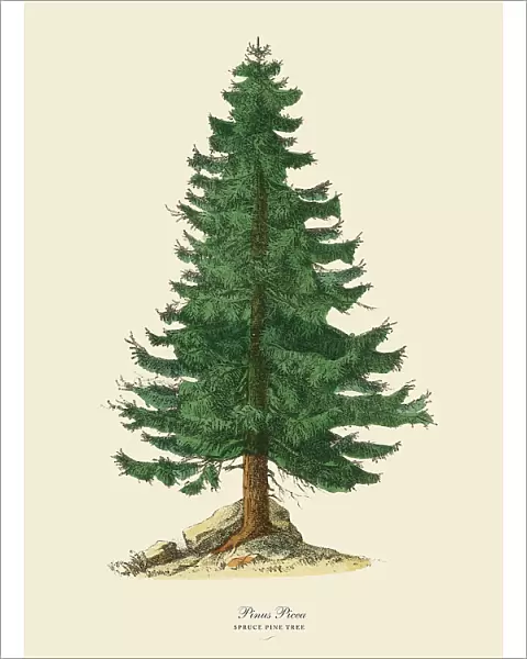 Spruce Pine Tree or Pinus Picea, Victorian Botanical Illustration