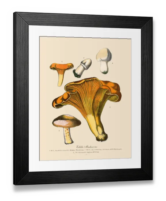Framed Print : Edible Mushrooms, Victorian Botanical Illustration Framed Print : Edible Mushrooms, Victorian Botanical Illustration