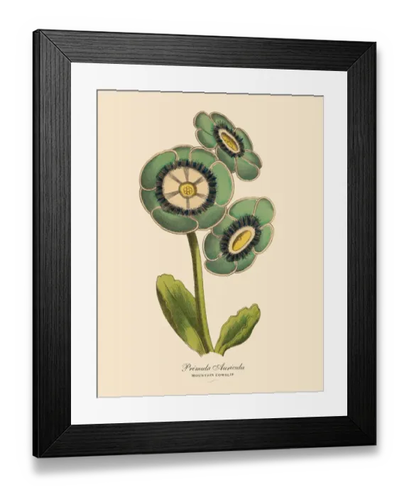 Framed Print : Primula Auricula or Mountain Cowslip Plant, Victorian Botanical Illustration Framed Print : Primula Auricula or Mountain Cowslip Plant, Victorian Botanical Illustration