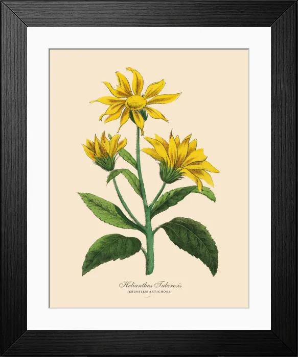 Framed Print : Artichoke, Root Crops and Vegetables, Victorian Botanical Illustration Framed Print : Artichoke, Root Crops and Vegetables, Victorian Botanical Illustration