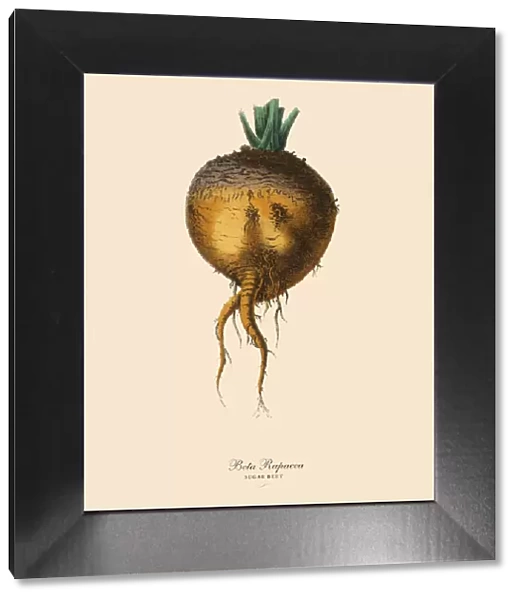 Sugar Beet, Root Crops and Vegetables, Victorian Botanical Illustration