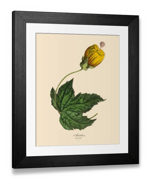 Framed Print : Mallow, Abutilon Plant, Victorian Botanical Illustration Framed Print : Mallow, Abutilon Plant, Victorian Botanical Illustration