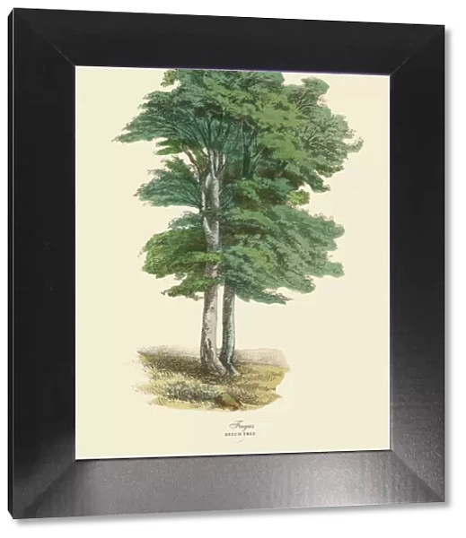 Beech Tree or Fagus, Victorian Botanical Illustration