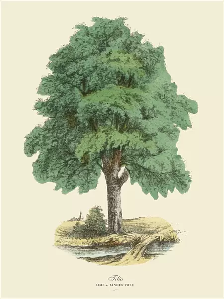 Tilia Tree or Lime and Linden, Victorian Botanical Illustration