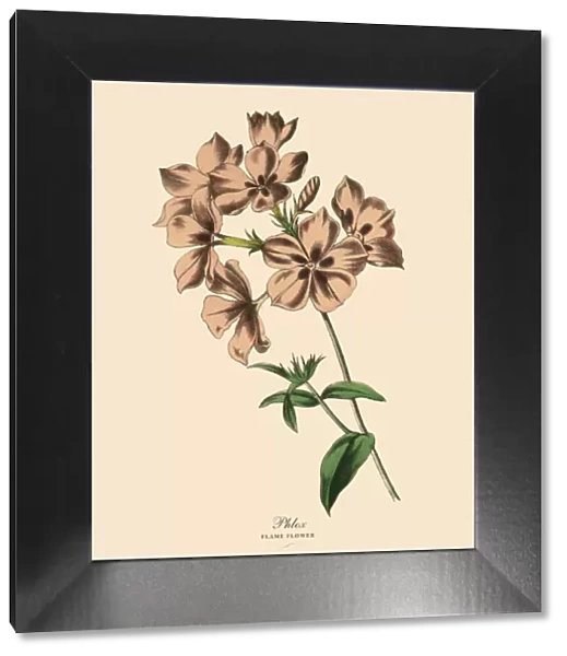 Phlox or Flame Flower Plant, Victorian Botanical Illustration