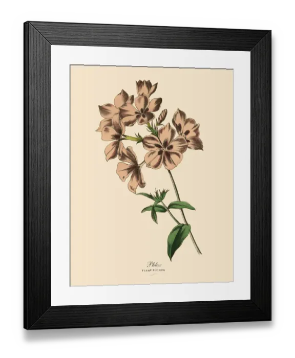 Framed Print : Phlox or Flame Flower Plant, Victorian Botanical Illustration Framed Print : Phlox or Flame Flower Plant, Victorian Botanical Illustration
