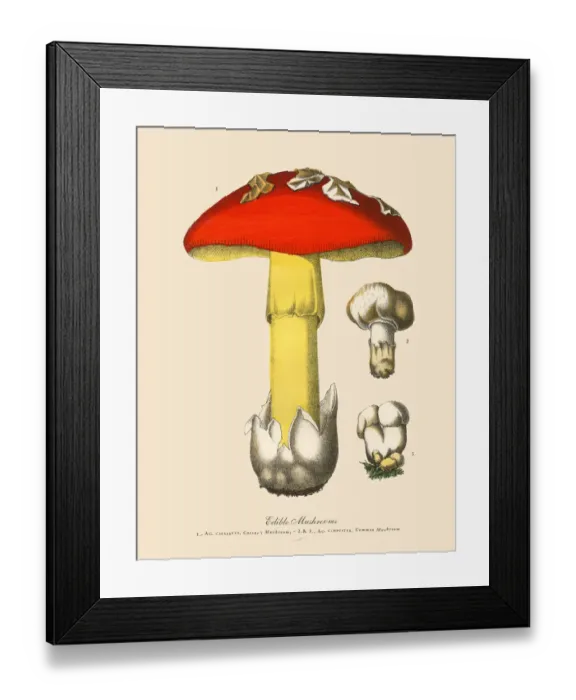 Framed Print : Edible Mushrooms, Victorian Botanical Illustration
