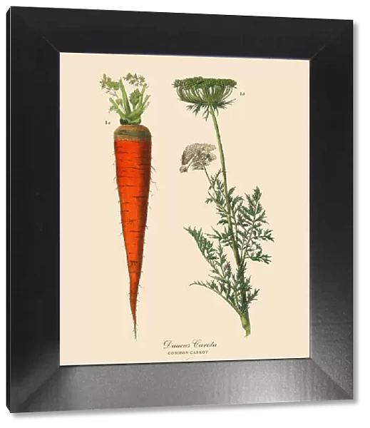 Carrot, Root Crops and Vegetables, Victorian Botanical Illustration