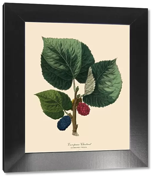 European Chestnut Tree, Victorian Botanical Illustration