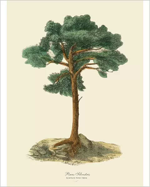 Scotch Pine Tree or Pinus Silvetris, Victorian Botanical Illustration