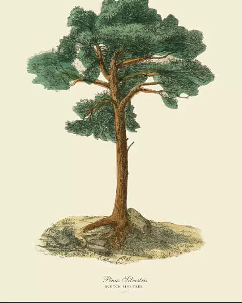 Scotch Pine Tree or Pinus Silvetris, Victorian Botanical Illustration