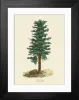 Norway Spruce Pine Tree or Pinus Abies, Victorian Botanical Illustration Framed Print