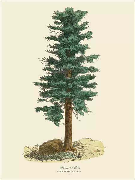 Norway Spruce Pine Tree or Pinus Abies, Victorian Botanical Illustration