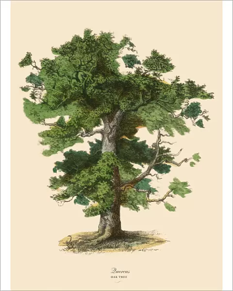 Oak Tree or Quercus, Victorian Botanical Illustration