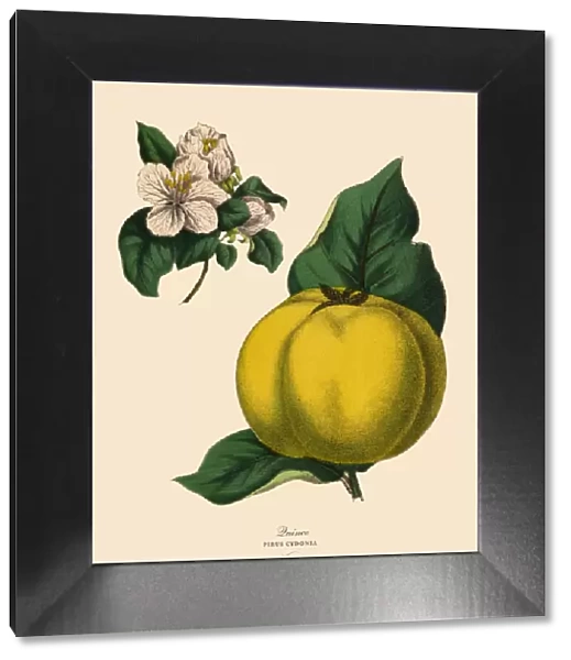 Quince Fruit Tree, Victorian Botanical Illustration