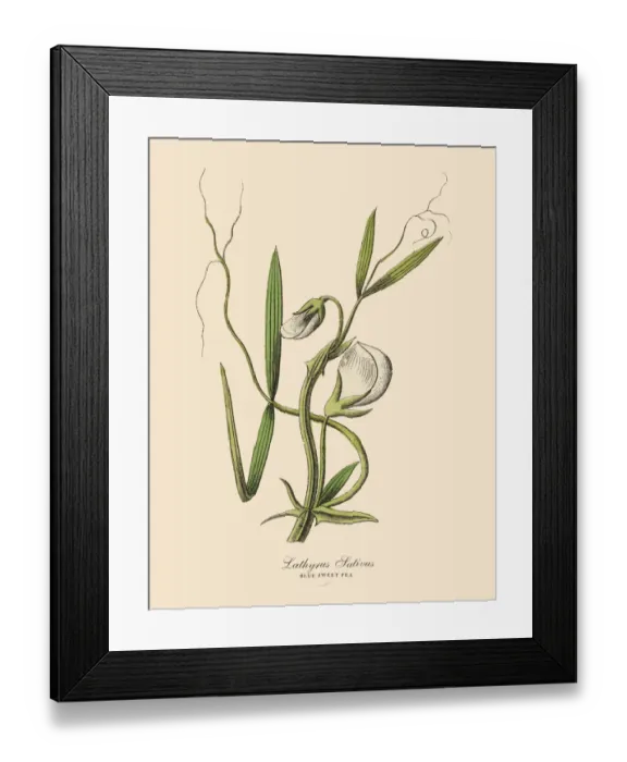 Framed Print : The Art of Botanical Illustrations Framed Print : The Art of Botanical Illustrations