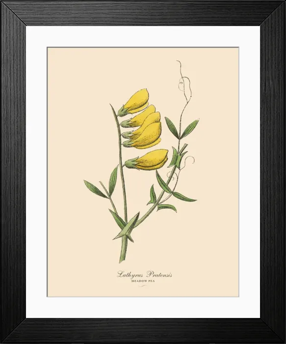 Framed Print : The Art of Botanical Illustrations
