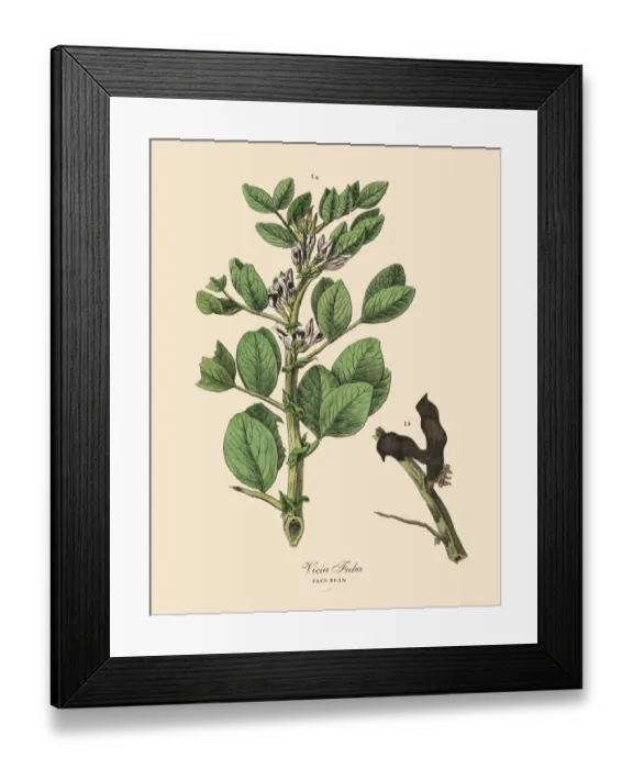 Framed Print : The Art of Botanical Illustrations Framed Print : The Art of Botanical Illustrations