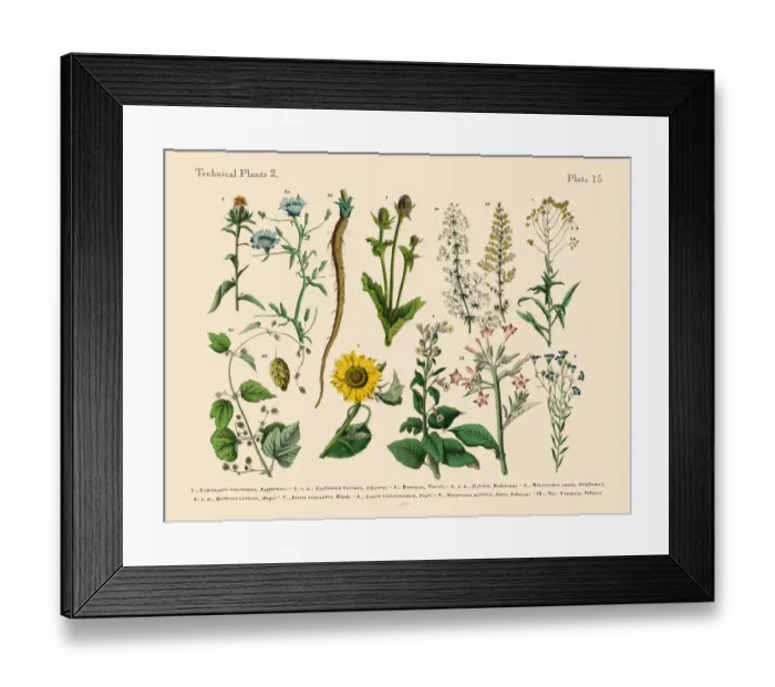 Framed Print : The Art of Botanical Illustrations Framed Print : The Art of Botanical Illustrations