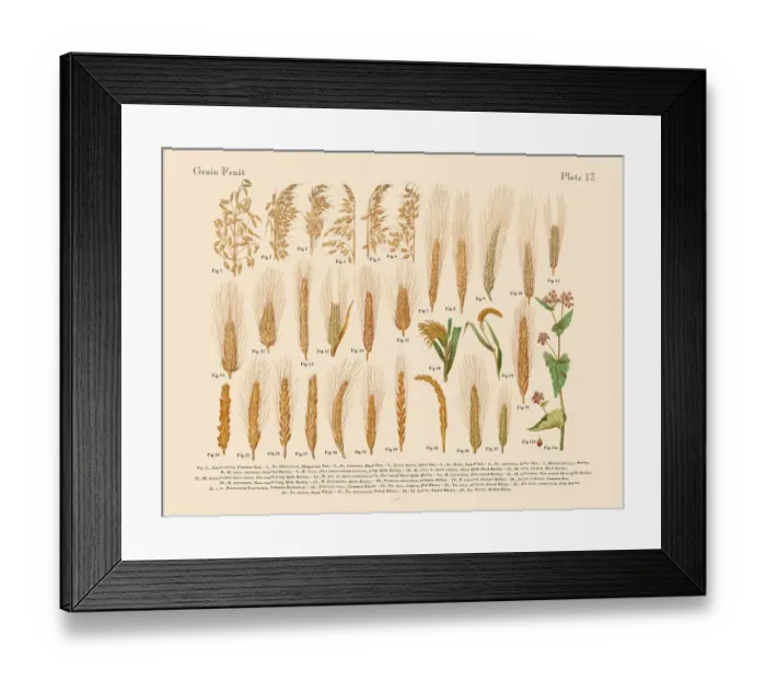 Framed Print : The Art of Botanical Illustrations