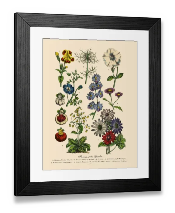 Framed Print : The Art of Botanical Illustrations Framed Print : The Art of Botanical Illustrations