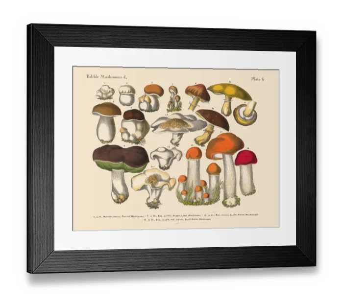 Framed Print : The Art of Botanical Illustrations Framed Print : The Art of Botanical Illustrations