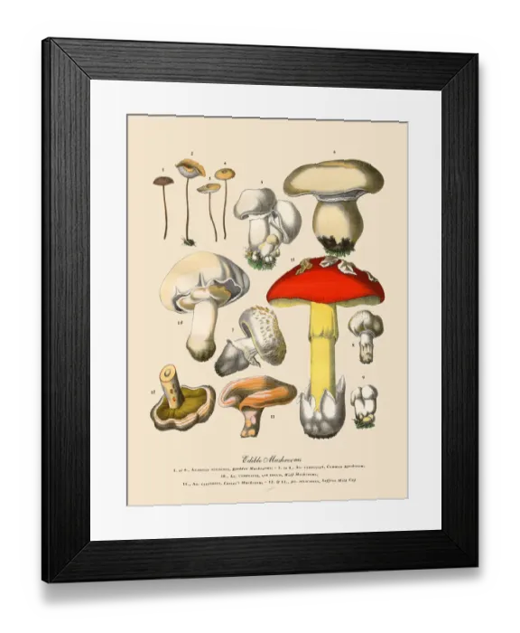 Framed Print : The Art of Botanical Illustrations Framed Print : The Art of Botanical Illustrations