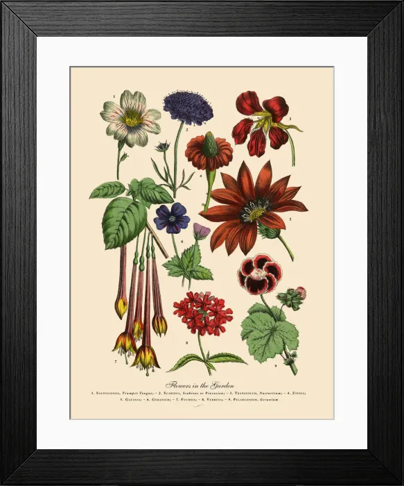 Framed Print : The Art of Botanical Illustrations Framed Print : The Art of Botanical Illustrations