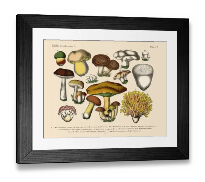 Framed Print : The Art of Botanical Illustrations Framed Print : The Art of Botanical Illustrations