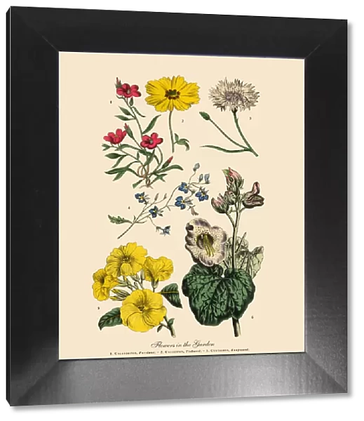 The Art of Botanical Illustrations