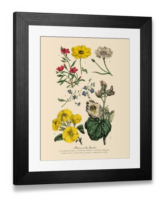 Framed Print : The Art of Botanical Illustrations