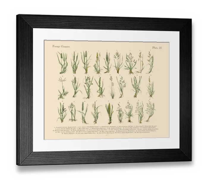 Framed Print : The Art of Botanical Illustrations Framed Print : The Art of Botanical Illustrations