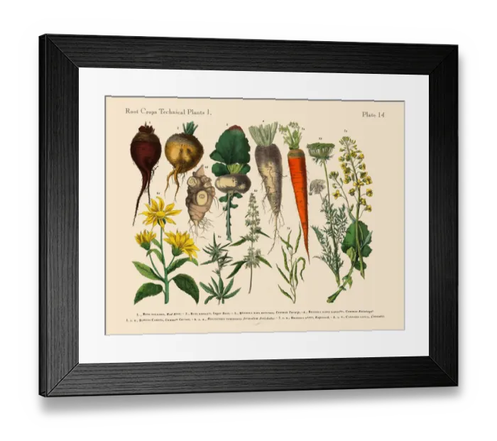 Framed Print : The Art of Botanical Illustrations