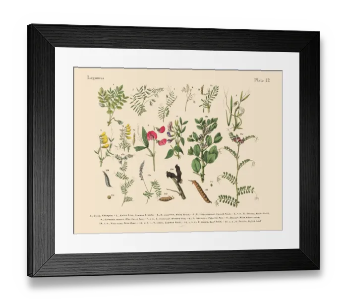 Framed Print : The Art of Botanical Illustrations Framed Print : The Art of Botanical Illustrations