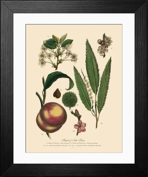 Framed Print : The Art of Botanical Illustrations Framed Print : The Art of Botanical Illustrations