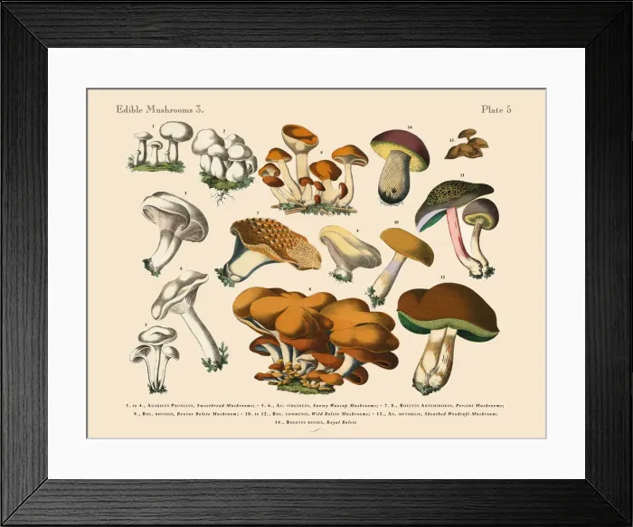 Framed Print : The Art of Botanical Illustrations Framed Print : The Art of Botanical Illustrations