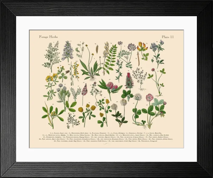 Framed Print : The Art of Botanical Illustrations Framed Print : The Art of Botanical Illustrations